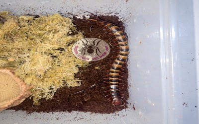 Scolopendra Red Toraja/ Kelabang/ Lipan/ Centipede